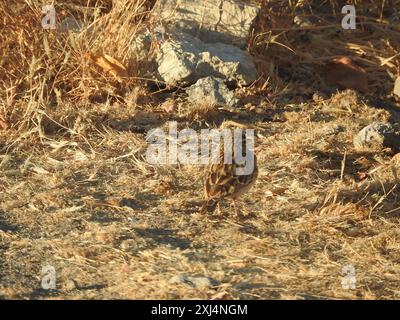 Sabota Lark (Calendulauda sabota) Aves Foto Stock