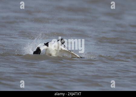 Pied avocet (Recurvirostra avosetta), uccello adulto che fa il bagno in una laguna, Norfolk, Inghilterra, Regno Unito Foto Stock