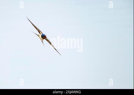 Rondine di fienile volante (rustica hirundo) di fronte allo sfondo blu Foto Stock