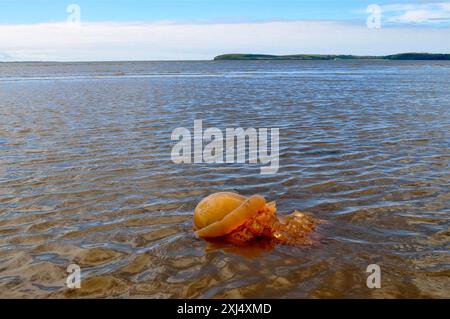 Meduse a botte (Rhizostoma pulmo) incagliate in acque poco profonde vicino alla costa sotto un cielo nuvoloso. Dingle Peninsula, Co Kerry, Mare d'Irlanda, Nord Foto Stock