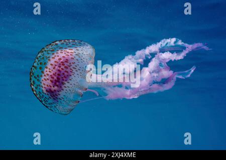 Foto subacquea di uno stinger di malva trasparente (Pelagia noctiluca) con lunghi tentacoli in acque blu profonde. Sito di immersione riserva marina Cap de Creus Foto Stock