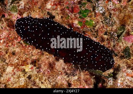 Cetriolo di mare dai piedi arancioni con puntini bianchi, cetriolo di mare dalla punta bianca (Holothuria polii), su uno sfondo colorato sott'acqua. Sito di immersione Marine Foto Stock