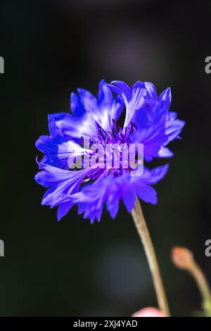 Fiordfiore blu brillante su sfondo scuro sfocato, foto macro verticale con messa a fuoco selettiva delicata. Centaurea cyanus Foto Stock