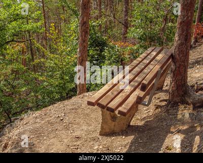 Una semplice panchina di legno nella foresta vi invita a soffermarvi, circondati dal verde e dalla natura, waldeck, hesse, germania Foto Stock