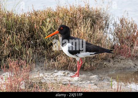 Oystercatcher eurasiatico o Haematopus ostralegus uccello in periodo di riproduzione, parco nazionale del delta di Evros. Foto Stock