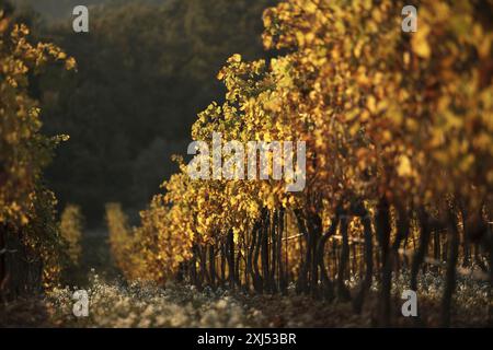 Côtes du Rhône vigneto Foto Stock