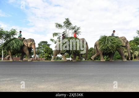 Mahout guida i suoi elefanti, portando con sé le foglie, al Parco Nazionale di Kaziranga nel distretto Golaghat di Assam, in India, lunedì 11 novembre 2019 Foto Stock