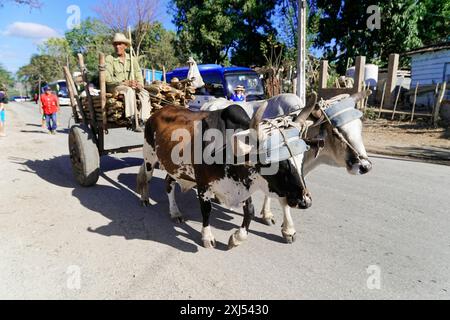 Trinidad, Cuba, America centrale, uomo che guida un carro trainato da due buoi su una strada di campagna, grandi Antille, Caraibi, America Foto Stock