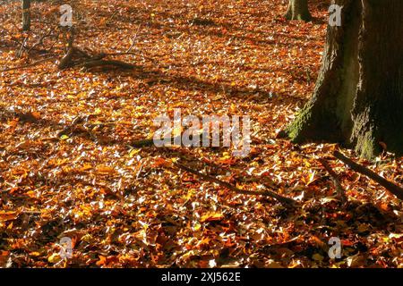 In autunno cadute foglie colorate foglie autunnali cadute colorate foglie scolorite rossastre giacenti sul suolo della foresta, Duelmener Foto Stock