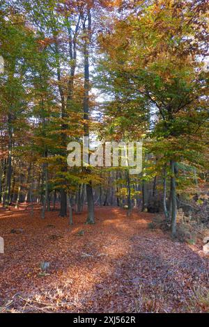 Autunno foglie colorate foglie colorate foglie d'autunno foglie d'autunno su alberi decidui nell'autunno della foresta, sotto Foto Stock