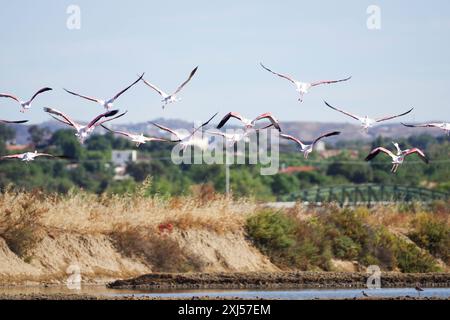 Salinas do forte do Rato a Ria Formosa - pittoresche saline vicino a Tavira in Algarve, Portogallo Foto Stock