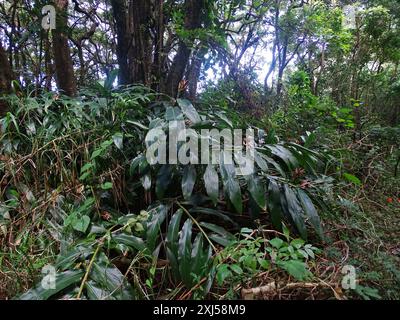 Zenzero giallo (Hedychium flavescens) Plantae Foto Stock