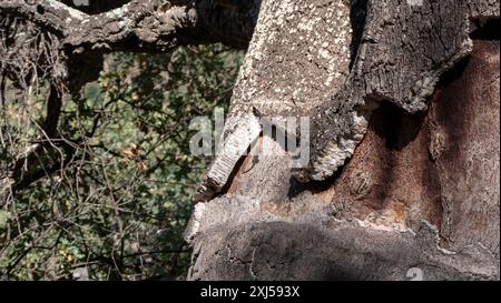 Dettaglio dell'albero di sughero in Spagna Foto Stock