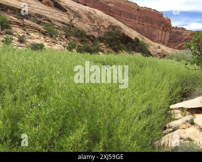 Narrowleaf Willow (Salix exigua) Plantae Foto Stock