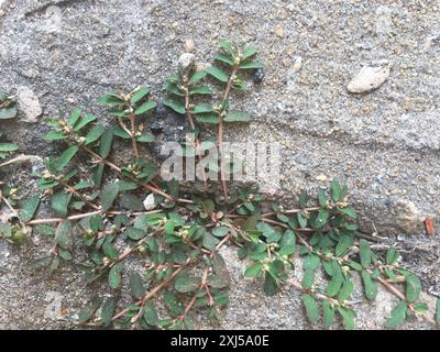 Spurge maculata (Euphorbia maculata) Plantae Foto Stock