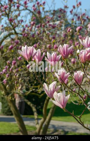 Tulip magnolia (Magnolia 'Heaven Scent'), Wilhelma, Stoccarda, Baden-Wuerttemberg, Germania Foto Stock