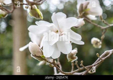 magnolia di Loebner (Magnolia x loebneri 'Merrill'), Wilhelma, Rain, Baviera, Germania Foto Stock