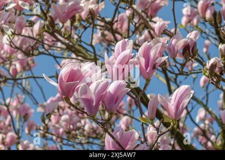 Tulip magnolia (Magnolia 'Heaven Scent'), Wilhelma, Stoccarda, Baden-Wuerttemberg, Germania Foto Stock