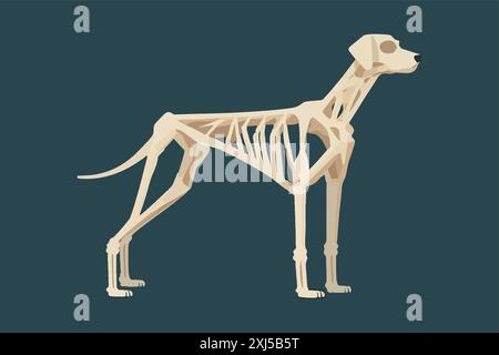 Illustrazione vettoriale dello scheletro del cane Illustrazione Vettoriale