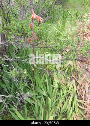 Bulbil Bugle-Lily (Watsonia meriana) Plantae Foto Stock