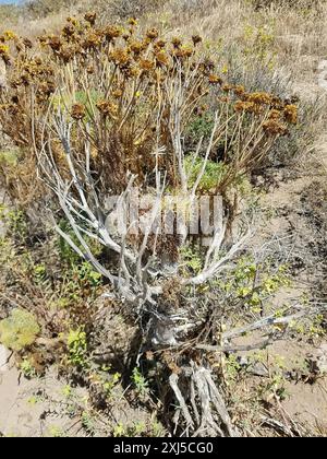 Coreopsi gigante (Leptosyne gigantea) Plantae Foto Stock