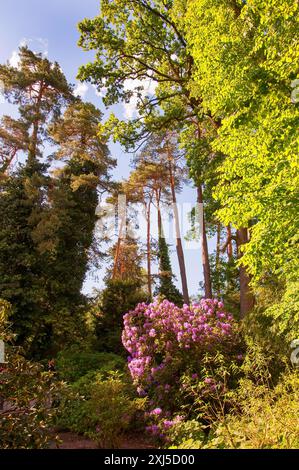 Giardino botanico, vicino al Parco del Castello di Nymphenburg, 2024 110° anniversario, rododendro, Monaco, Baviera Foto Stock