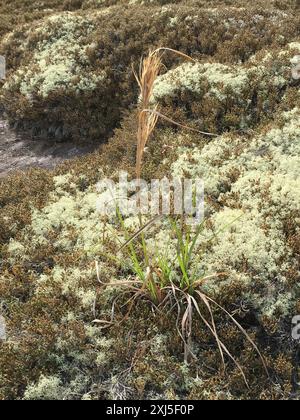 (Andropogon glomeratus) Plantae Foto Stock