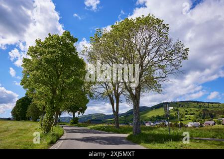 Viale dell'acero sicomoro (Acer pseudoplatanus) sotto un cielo blu con nuvole di cumulus a Bernau im Black Forest, Foresta Nera, distretto di Waldshut Foto Stock