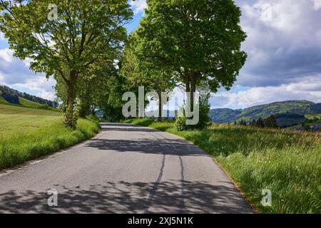 Viale dell'acero sicomoro (Acer pseudoplatanus) a Bernau im Foresta Nera, Foresta Nera, distretto di Waldshut, Baden-Wuerttemberg, Germania Foto Stock