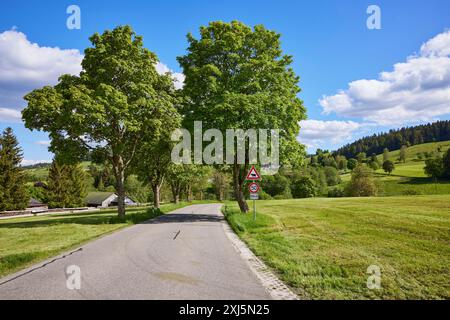 Viale dell'acero sicomoro (Acer pseudoplatanus) sotto un cielo blu con nuvole di cumulus a Bernau im Black Forest, Foresta Nera, distretto di Waldshut Foto Stock