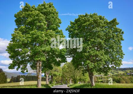Viale dell'acero sicomoro (Acer pseudoplatanus) vicino a Bernau nella Foresta Nera, Foresta Nera, distretto di Waldshut, Baden-Wuerttemberg, Germania Foto Stock