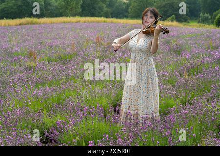 Suonare il violino nel campo della lavanda Foto Stock