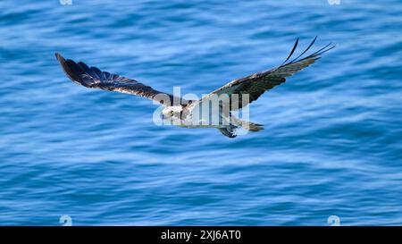 Haliaetus Osprey Pandion maschio adulto con ali allungate che volano sull'acqua blu Foto Stock