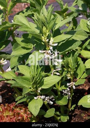 Broad Bean, Fava Bean, o Faba Bean, Vicia faba, Fabaceae. REGNO UNITO. Foto Stock