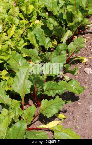 Una fila di piante di barbabietola, Beta vulgaris subsp. Vulgaris, Amaranthaceae. REGNO UNITO. È una delle diverse varietà coltivate di Beta vulgaris. Foto Stock