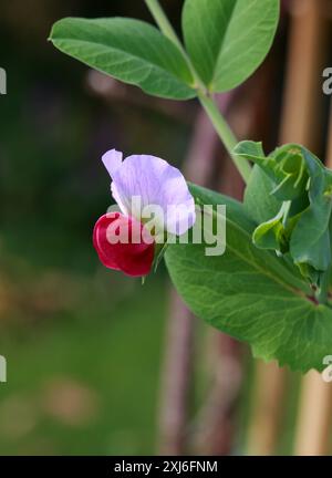 Fiore di pisello coltivato, 'Blackdown Blue', Lathyrus oleraceus syn. Pisum sativum, Fabaceae. REGNO UNITO. Il pisello (pisum in latino) è un polmone, vegetale o foraggio. Foto Stock