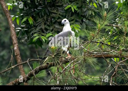 Primo piano di un'aquila di mare dalle cime bianche arroccata su un albero, l'Indonesia Foto Stock