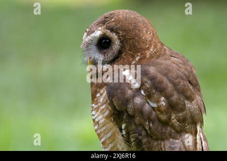 Ritratto ravvicinato di un gufo eurasiatico, Indonesia Foto Stock