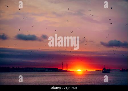 Stormo di uccelli che sorvolano il porto al tramonto, Klaipeda, Lituania Foto Stock