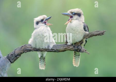 Due Kookaburra (Dacelo novaeguineae) appollaiati fianco a fianco su un ramo che cantava tra loro, in Australia Foto Stock