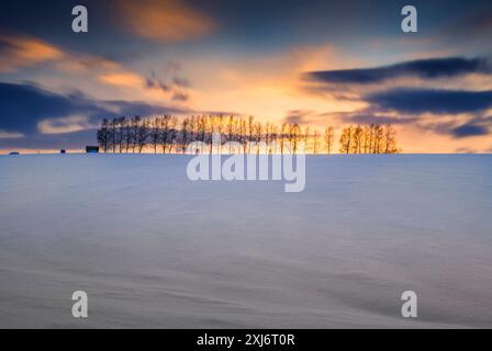 Alberi nel paesaggio rurale invernale innevato, Biei, Hokkaido, Giappone Foto Stock