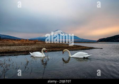 Due cigni che nuotano sul lago Yamanaka con il monte Fuji sullo sfondo, prefettura di Yamanashi, Honshu, Giappone Foto Stock