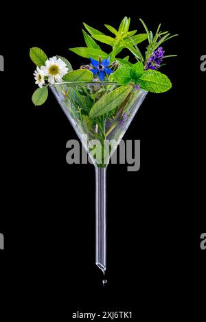 Fiori misti e piante curative in un imbuto di vetro che rappresenta la preparazione di oli essenziali Foto Stock