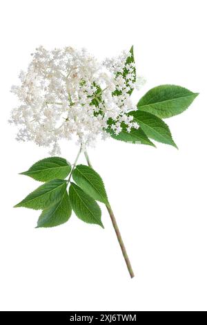 Ramo di fiori di sambuco su sfondo bianco Foto Stock