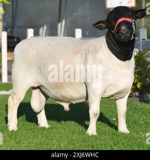 Montone dorper maschio molto premiato in Brasile. Il Dorper è una razza sviluppata in Sud Africa Foto Stock