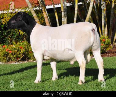 Montone dorper maschio molto premiato in Brasile. Il Dorper è una razza sviluppata in Sud Africa Foto Stock