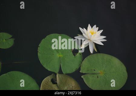 Fiori e gigli avvistati sul lago la mattina presto. Questo era in ma. Foto Stock