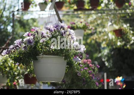 Un giardino con petunie colorate in vasi di fiori appesi, che creano un vivace ambiente esterno Foto Stock