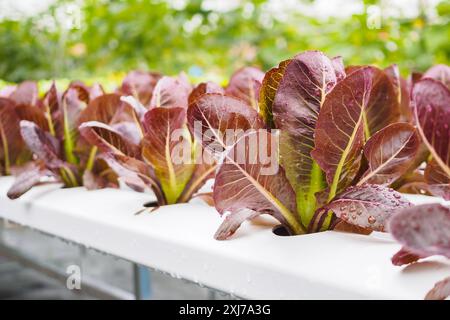 Insalata di lattuga biologica fresca con foglie rosse in idroponica vegetale sistema agricolo Foto Stock