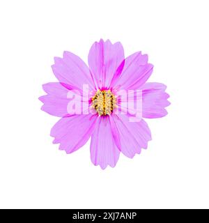 Fiore cosmo rosa isolato su sfondo bianco con percorso di ritaglio Foto Stock